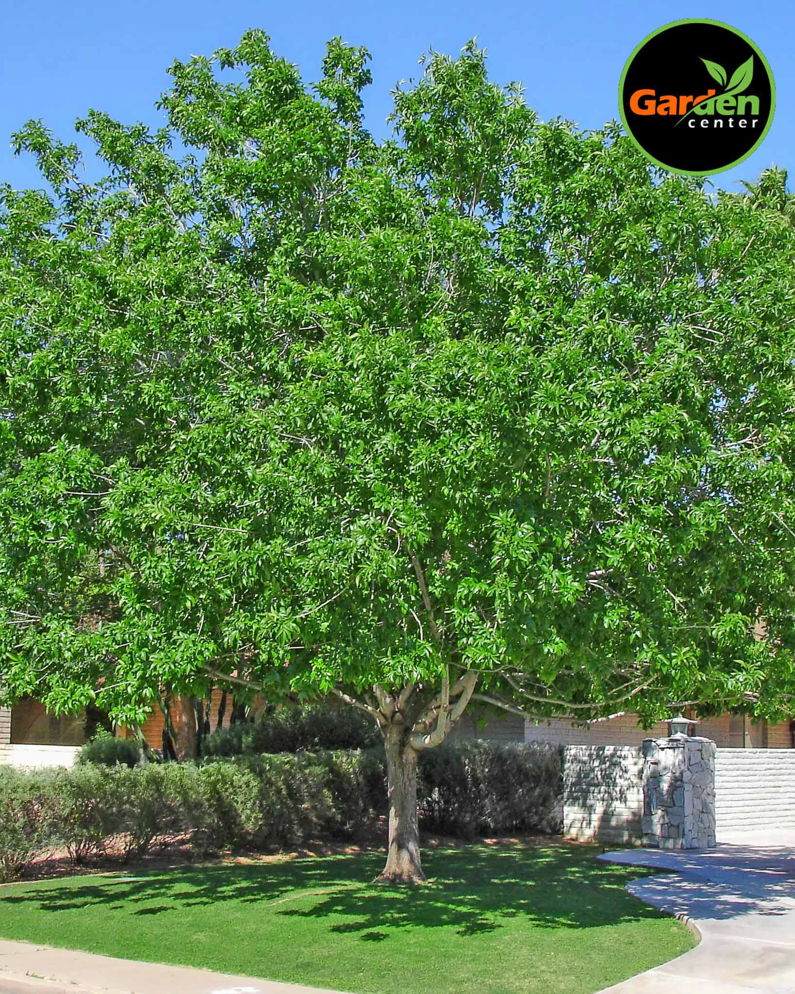 Fan-Tex Ash at Garden Center of Las Cruces