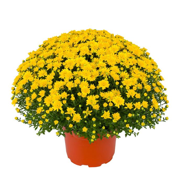 Mum Beverly Orange 3 Gal
