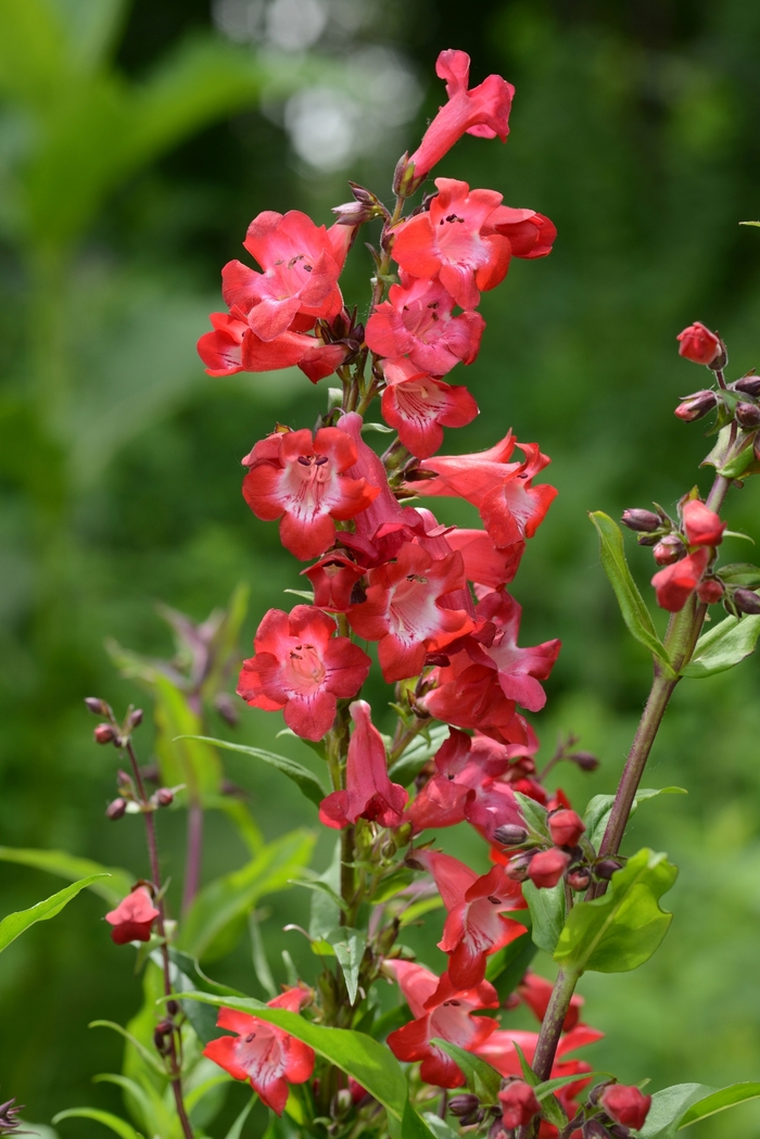 Penstemon Cherry Sparks 1 Gal