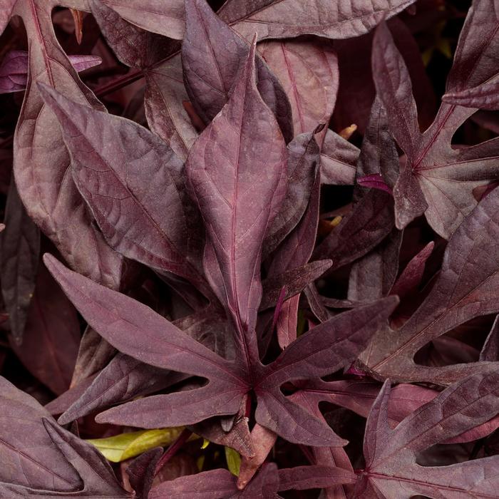 Sweet potato vine caroline Bewitched After Midnight Quart PW