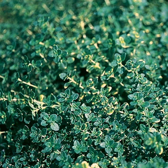 Creeping Thyme Qts