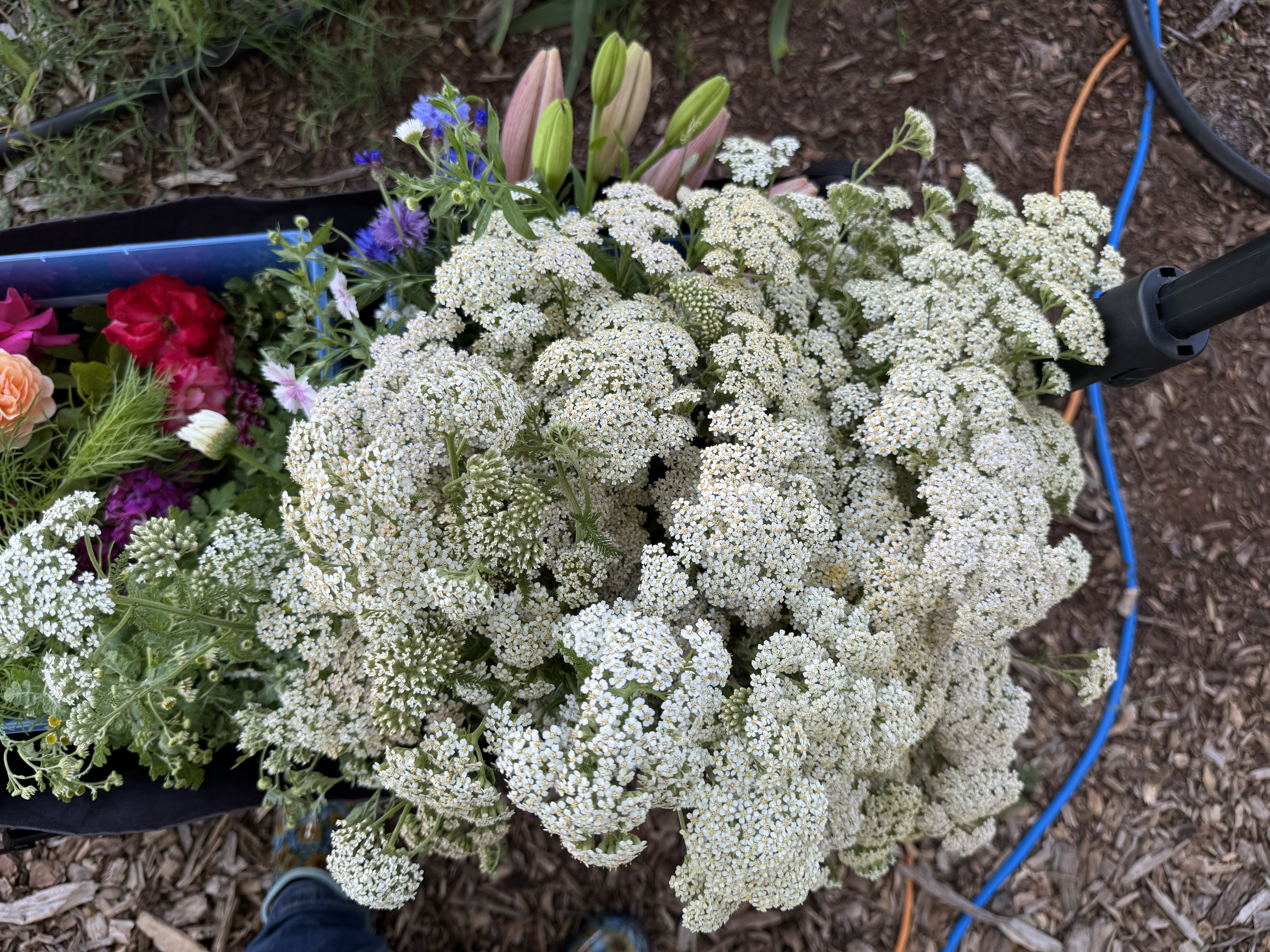 FARMERS CHOICE BUCKET thumbnail 8