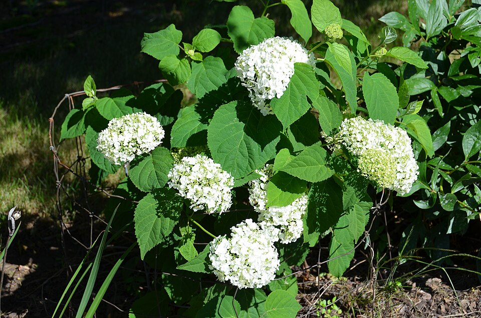 Hydrangea arborescens Incrediball