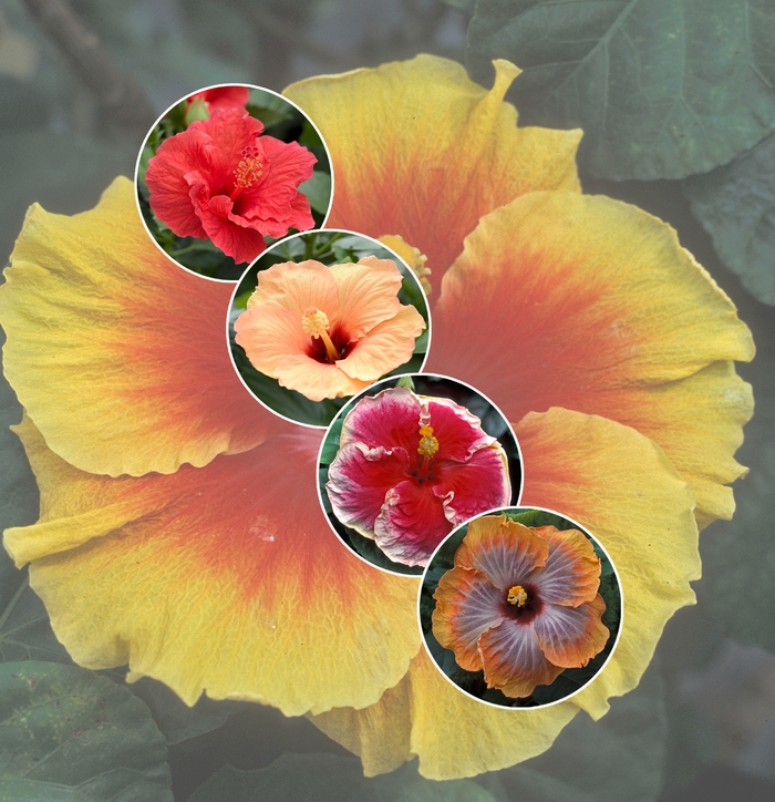 Hardy Hibiscus Airbrush Effect 3 Gal