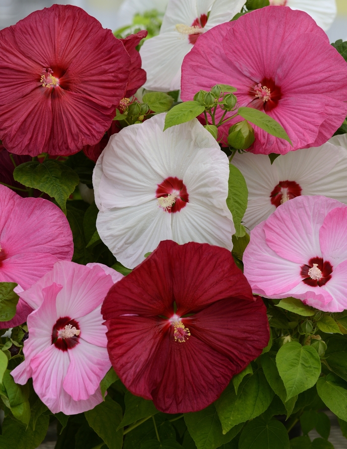 Hibiscus Luna Mix 1 Gal