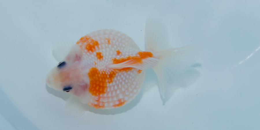 ピンポンパール002