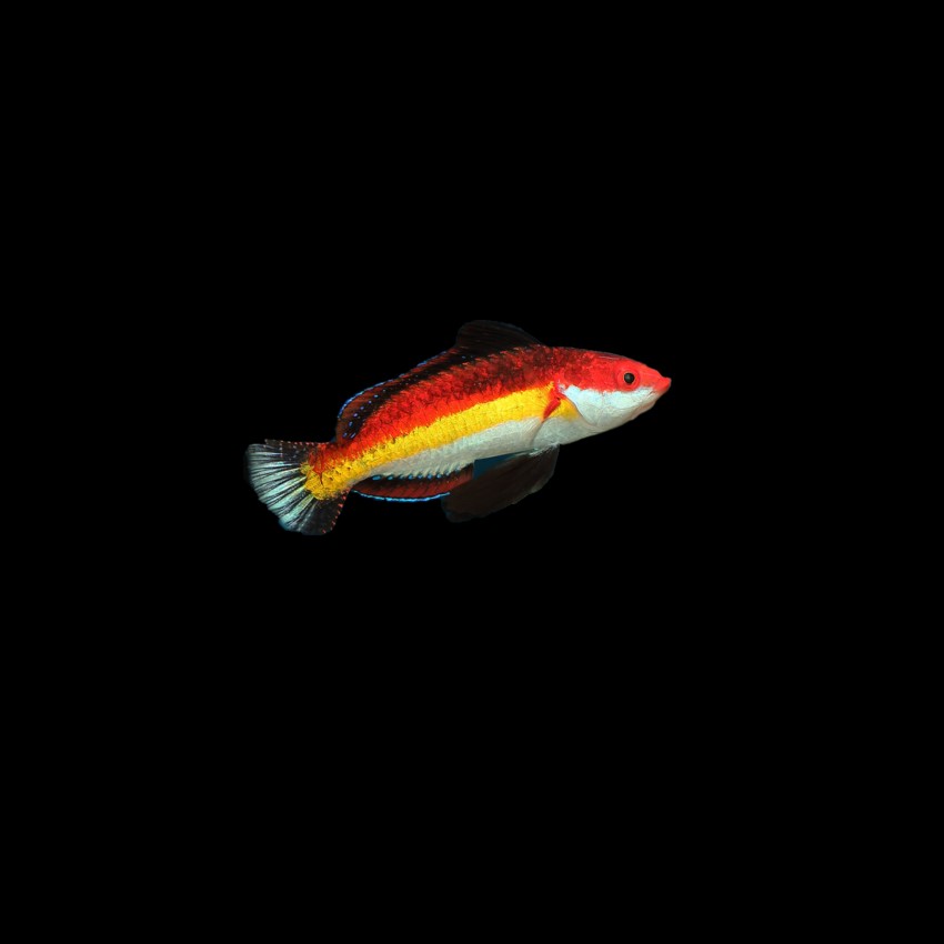 naoko's fairy wrasse