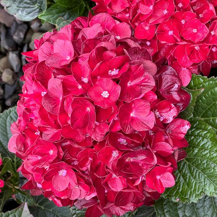 Hydrangea Cherry Explosion 3 Gal
