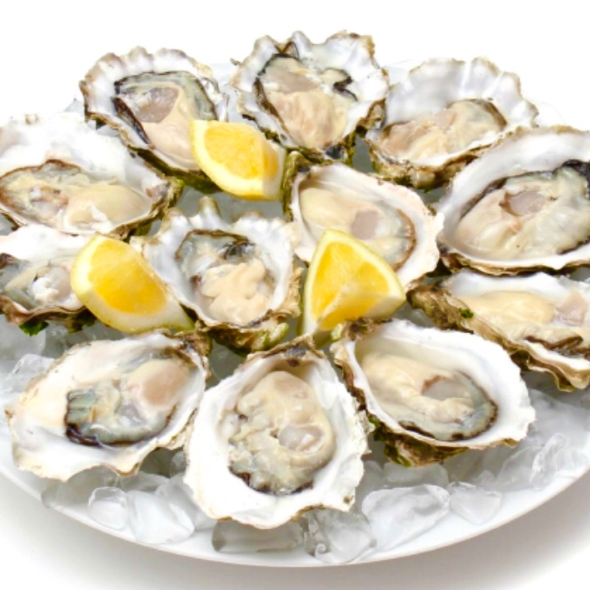 12 Oysters