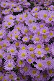Pink Chiffon Aster, 1 gallon
