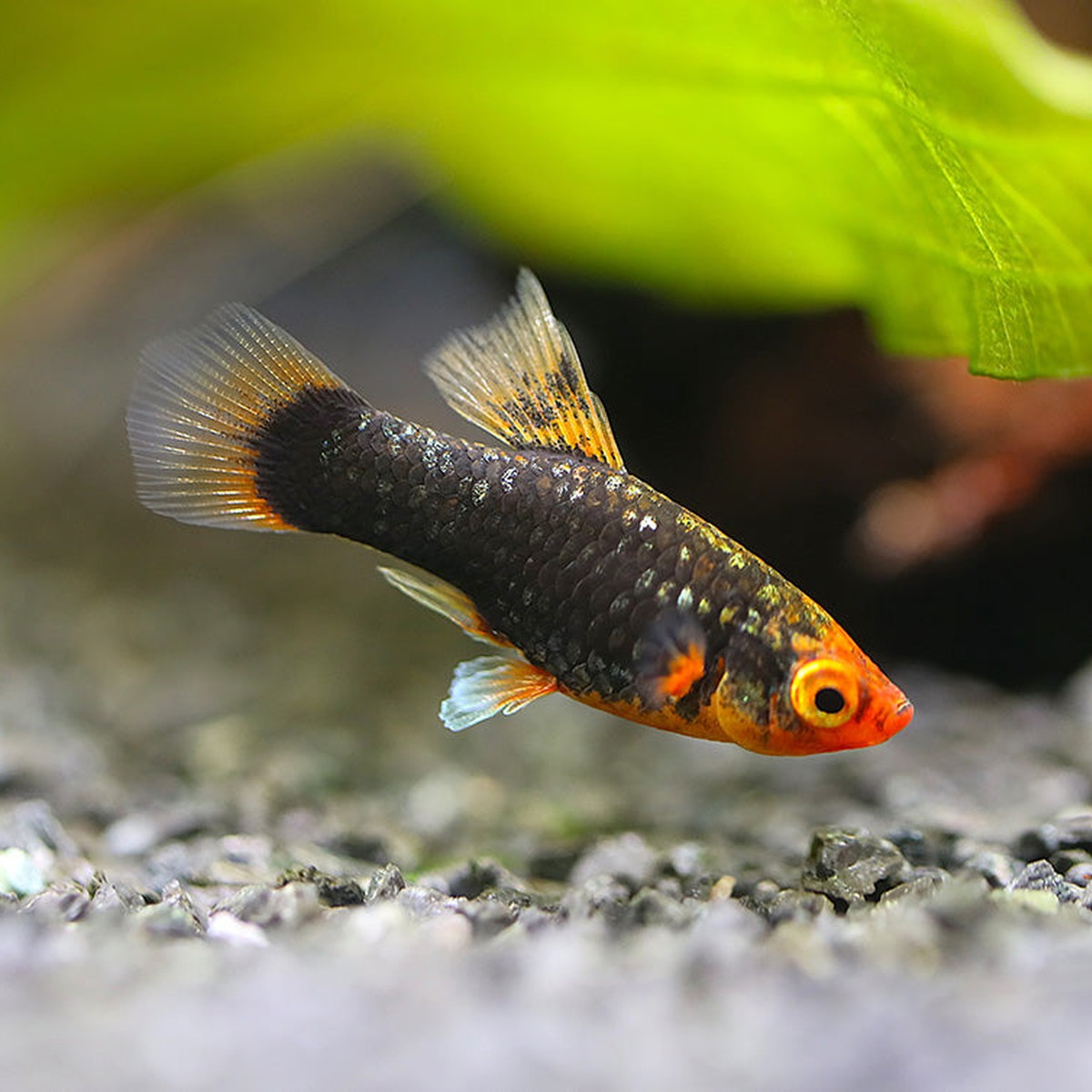 Red Tuxedo Platy