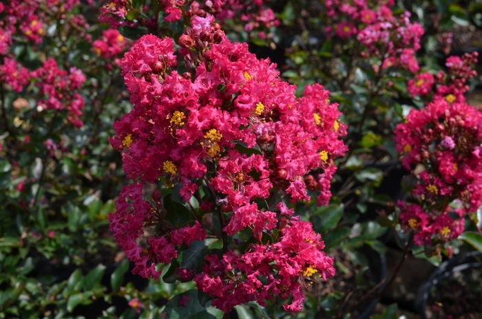 Crape Myrtle Lavender Skies 3 Gal