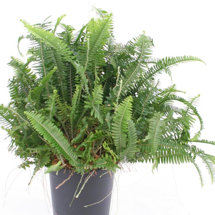 Kimberly Queen Fern 12" HB