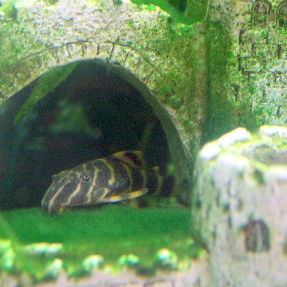 Clown Pleco L103