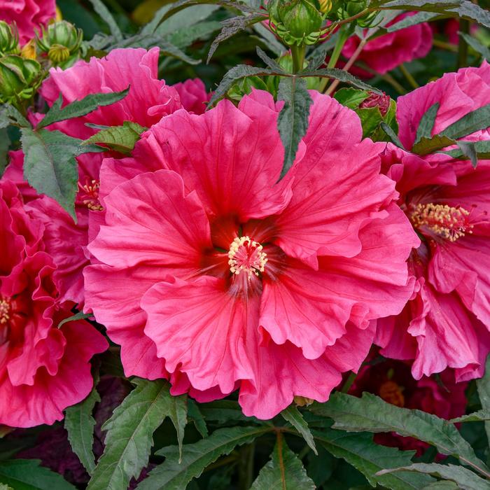 Hardy Hibiscus Big Hit Triple 3 Gal