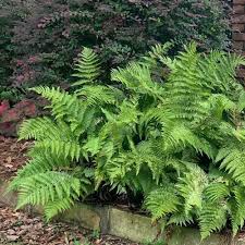 Autumn Fern (Dryopteris), 1 gallon