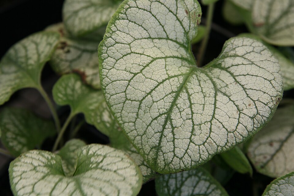 Brunnera macrophylla 'Jack Frost'