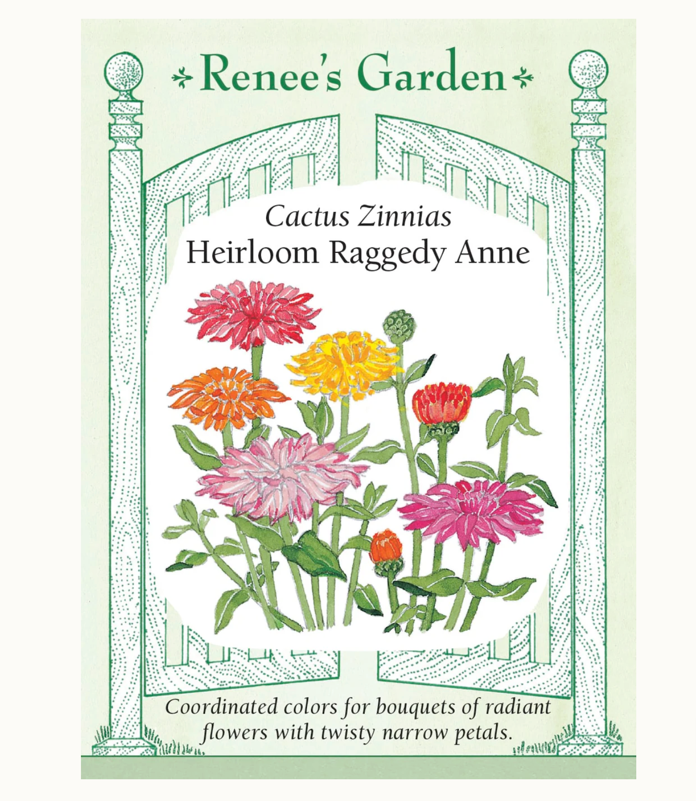 Renee's Garden | Cactus Zinnias Heirloom Raggedy Anne