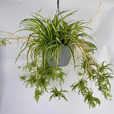 Chlorophytum (Spider Plant), HB