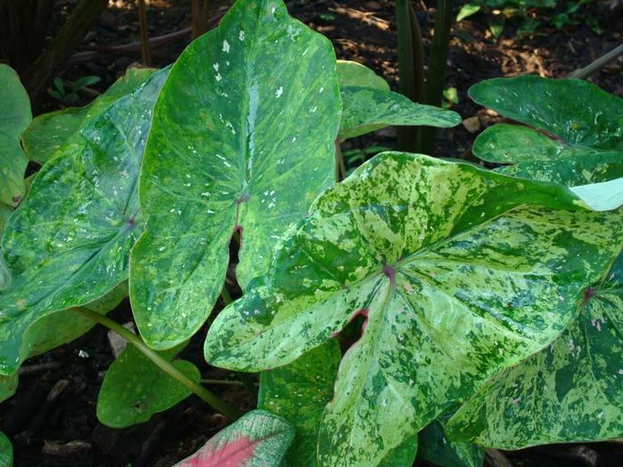 Caladium Strap Sangria 7.5"