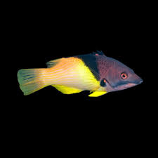 Eclipse Hogfish