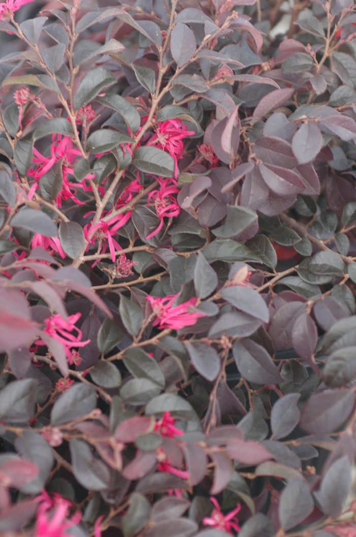 Loropetalum Cherry Blast 3 Gal