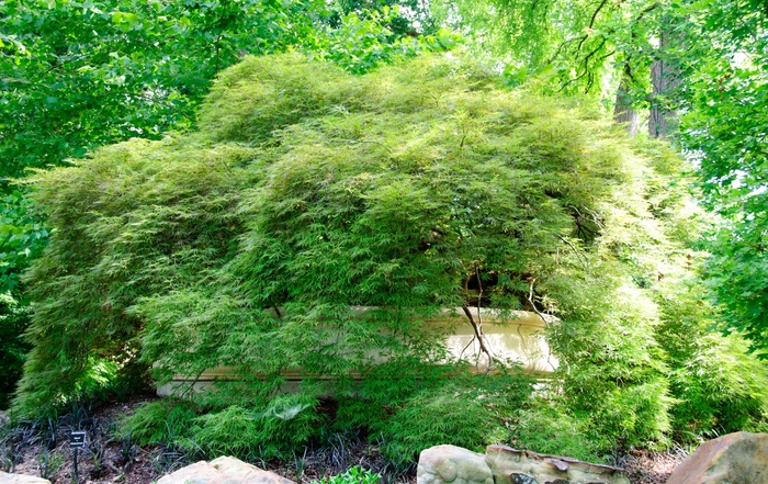 Japanese Maple Burgundy Lace 15 Gal