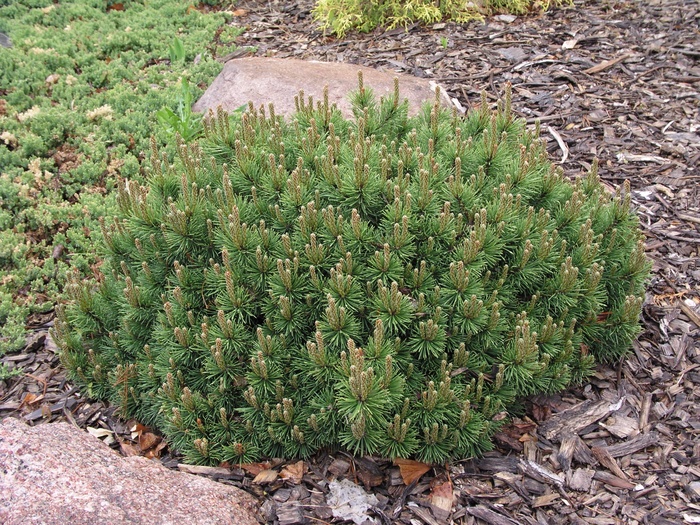 Mugo Pine Var.  Pumilio 3 Gal