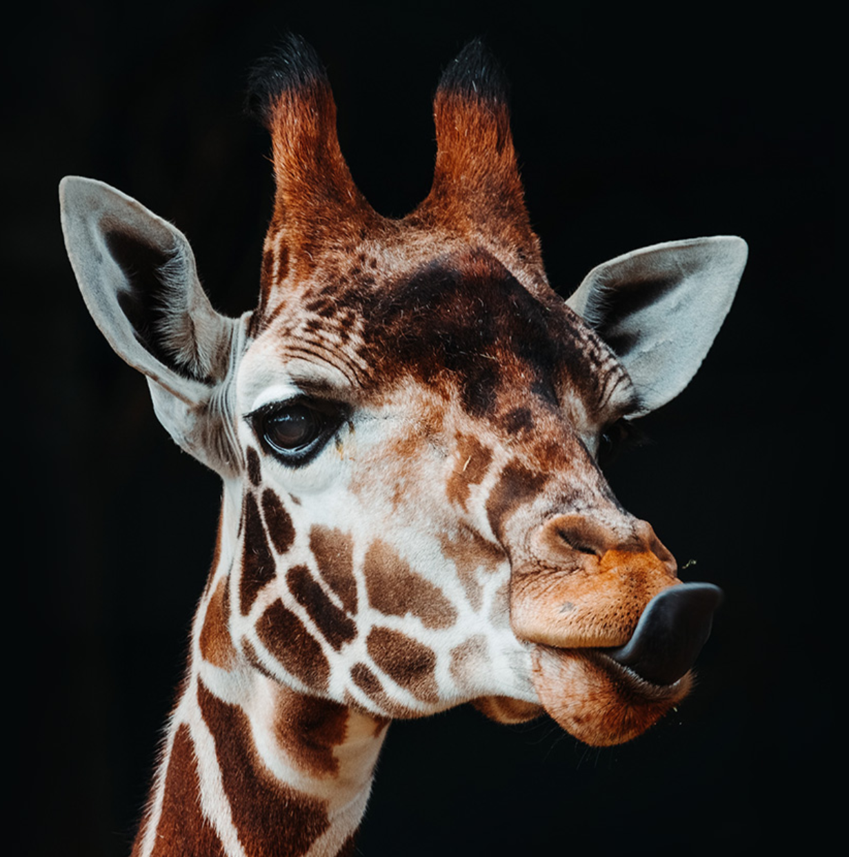 The Real Safari DEPOSIT