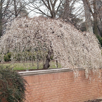 Weeping Cherry Snow Fountain White 15 Gal