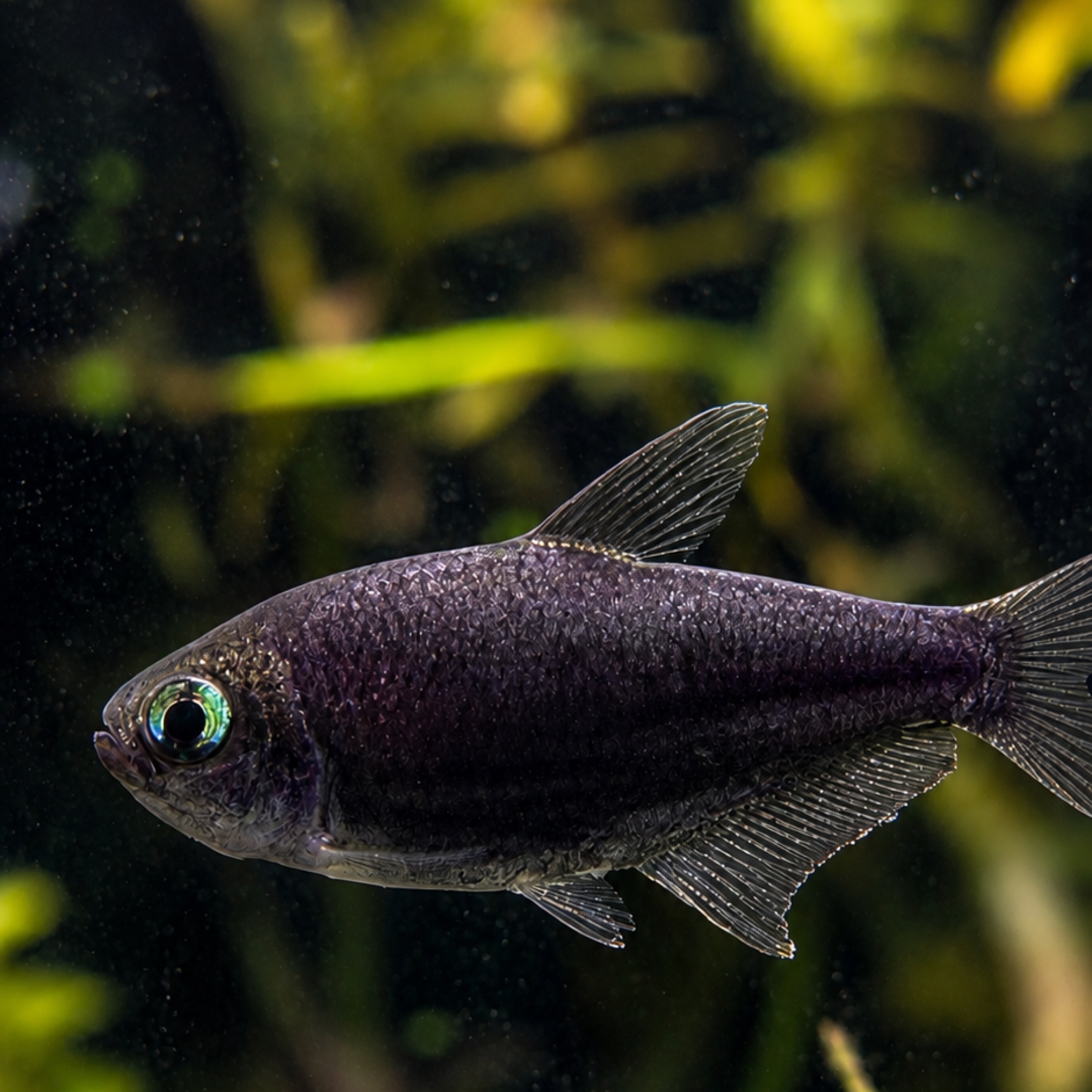 Black Emperor Tetra