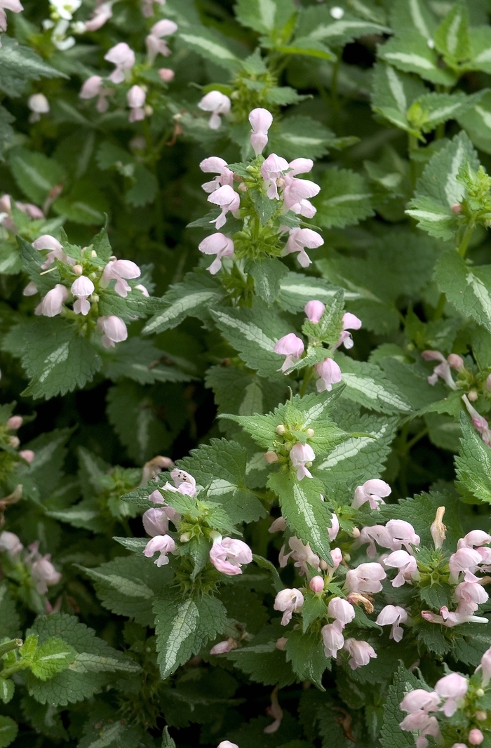 Lamium White Nancy 1 Gal