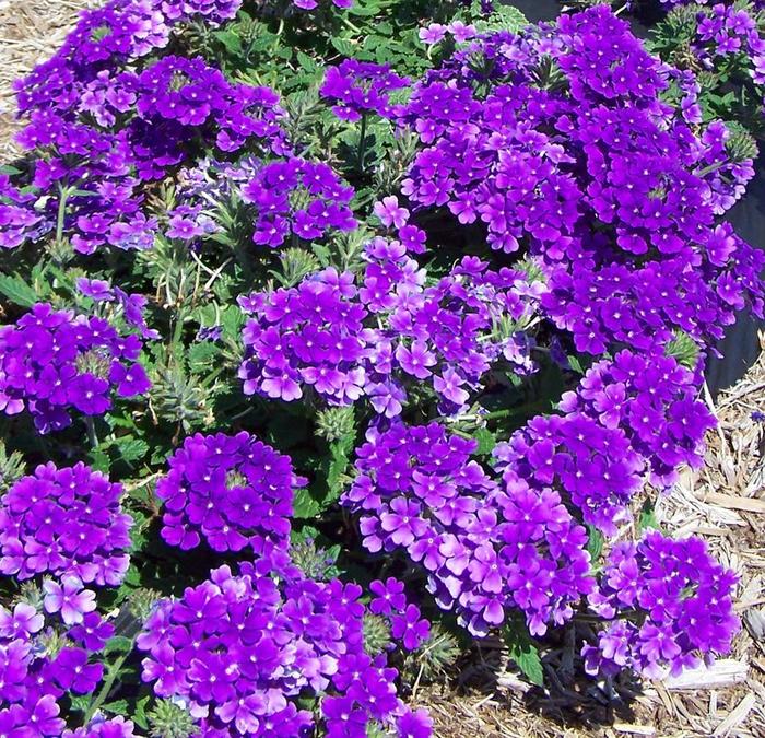 Verbena Cadet Blues 1 Gal