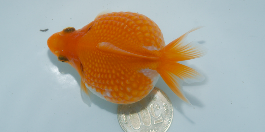 ピンポンパール004