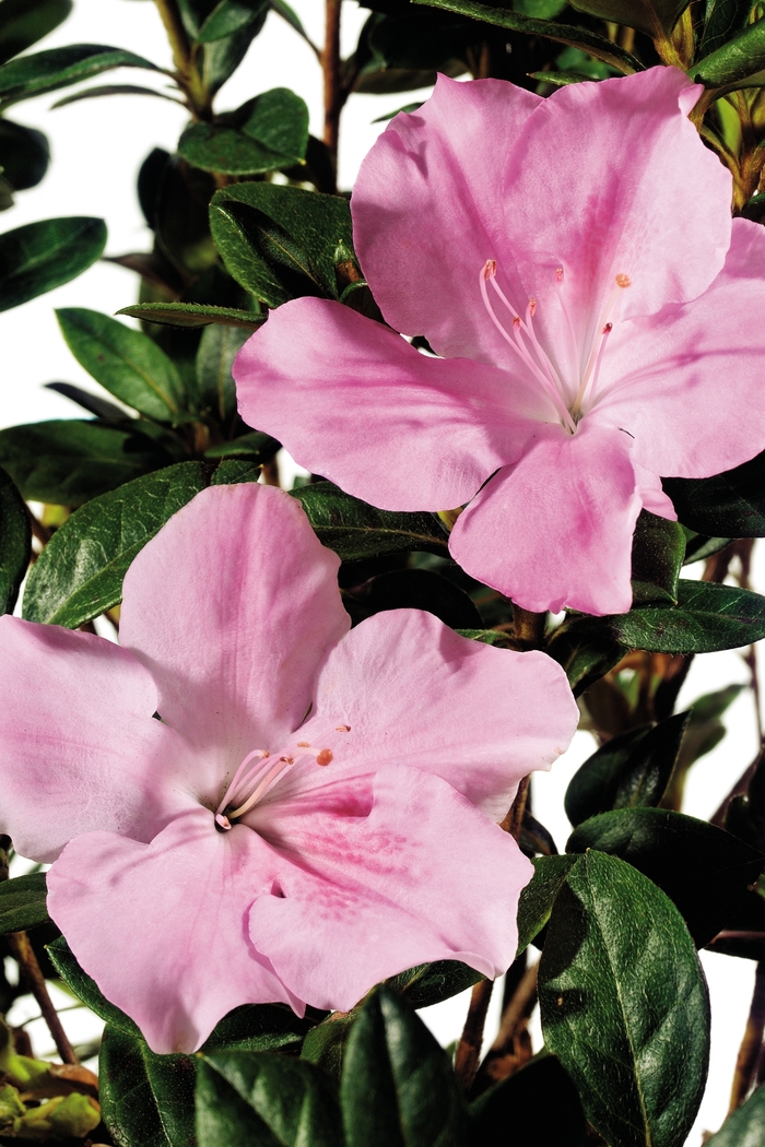 Azalea Encore Autumn Twist 3 Gal