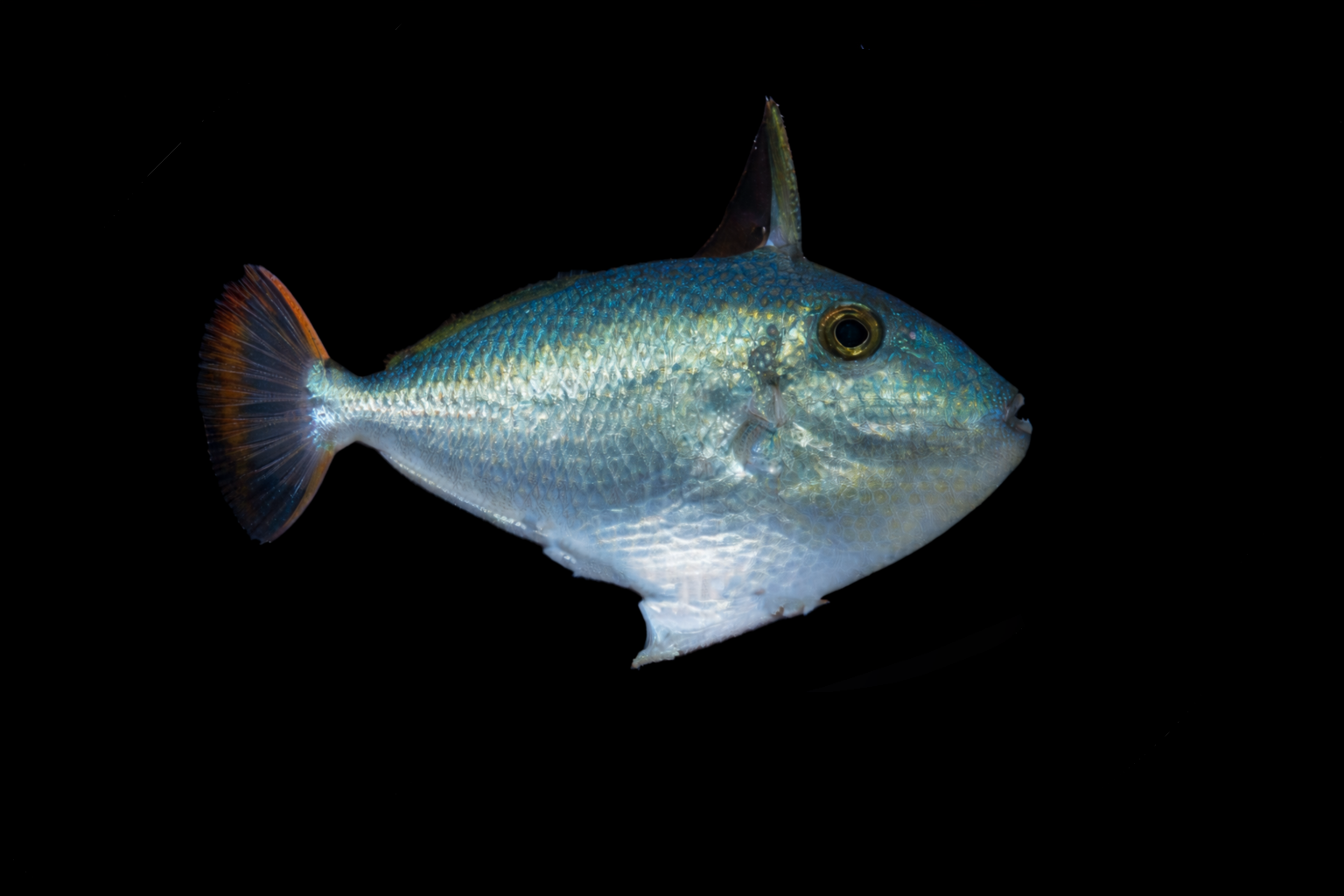 Golden Back Trigger (Juvi.)