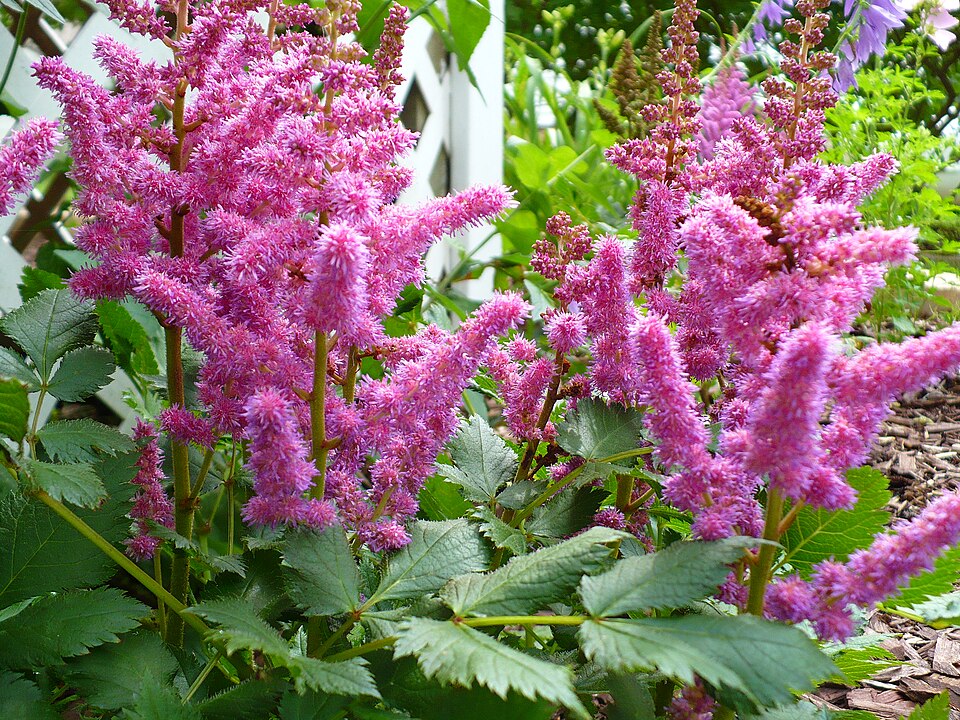 Astilbe chinensis 'Visions in Pink'