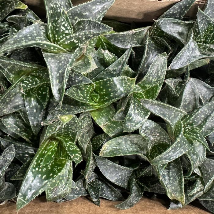 Ivy Cone 4''