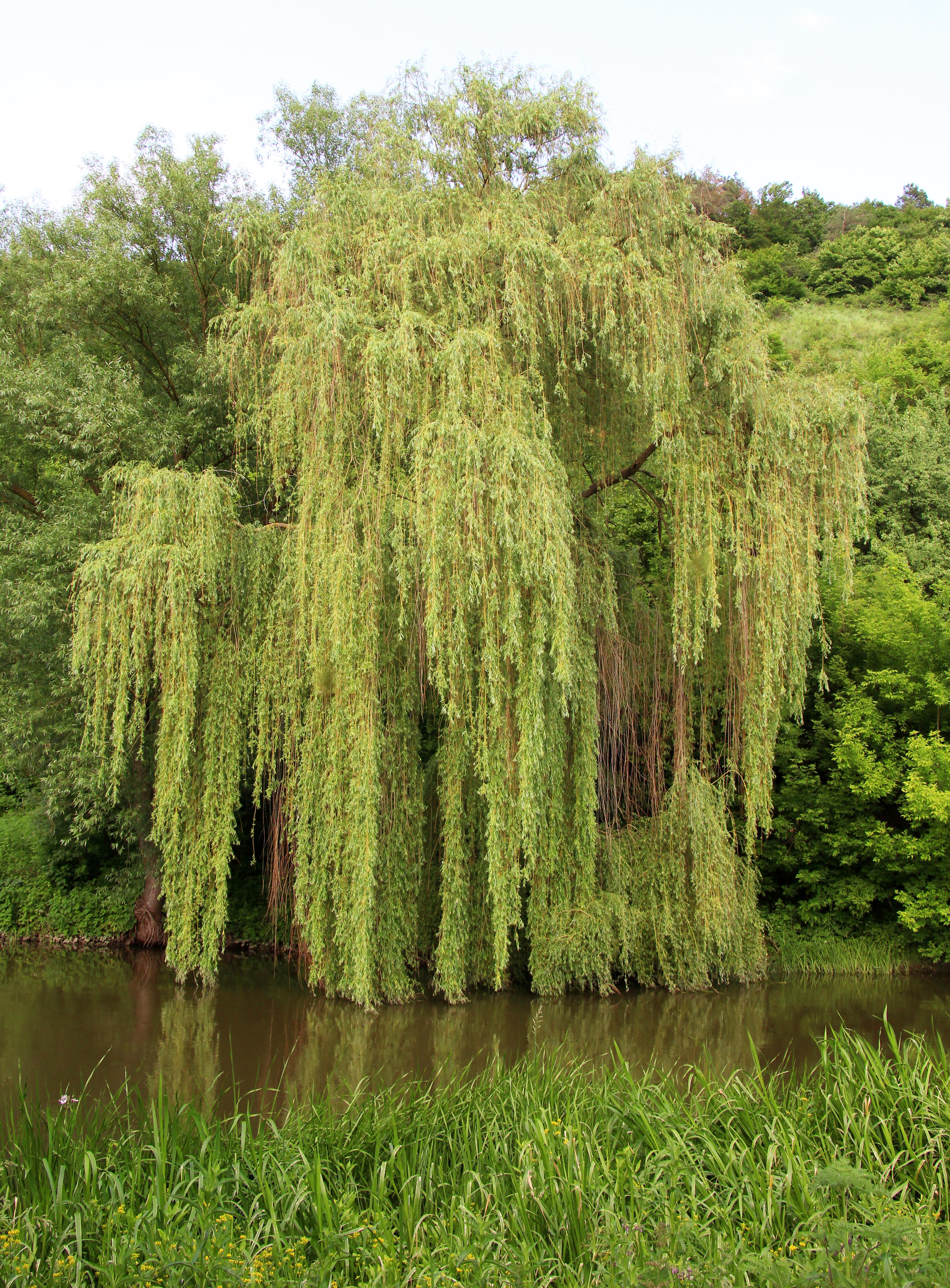 Salix niobe (Weeping Willow)
