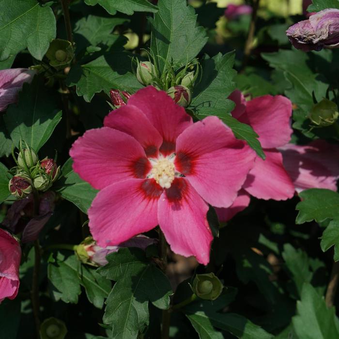 Althea Paraplu Violet 3 Gal