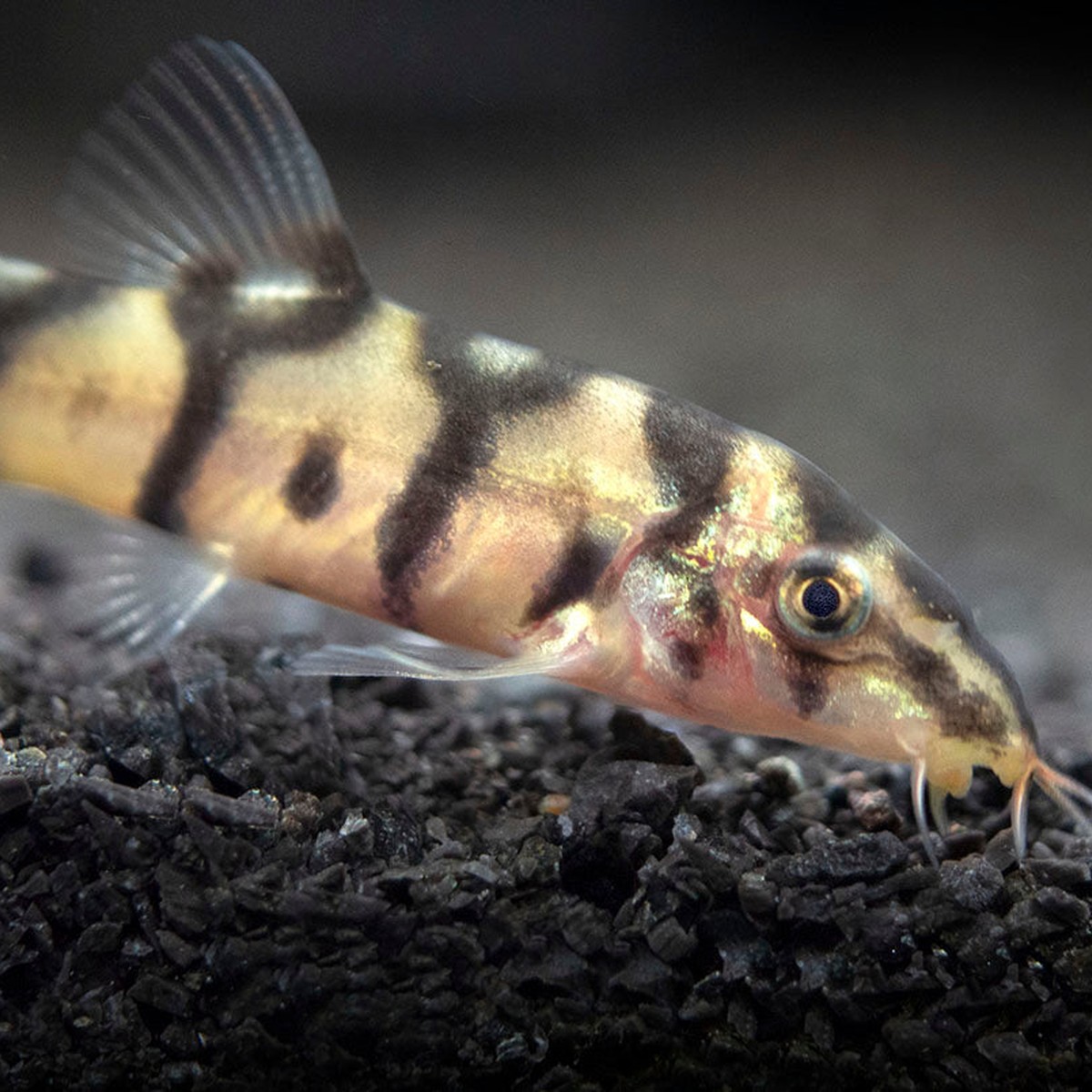 Yo-Yo Loach