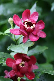 Sweet Shrub (Calycanthus), Bare Root
