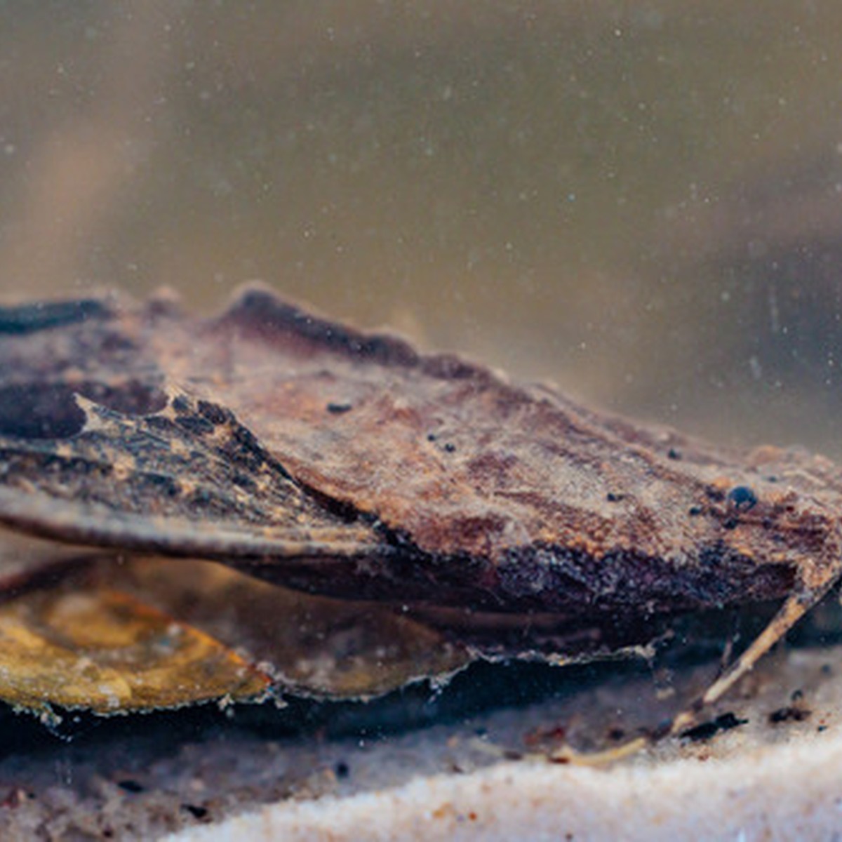 Banjo Catfish