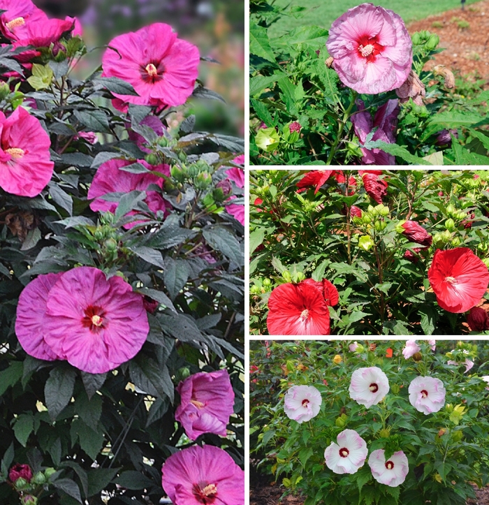 Hibiscus Mahogany Splendor 1 Gal