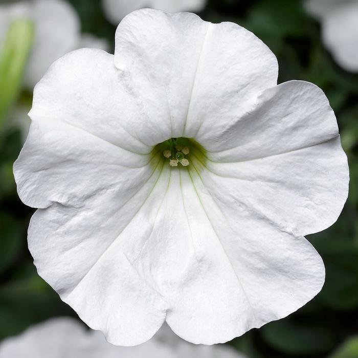 Petunia Supercal Pearl White Quart
