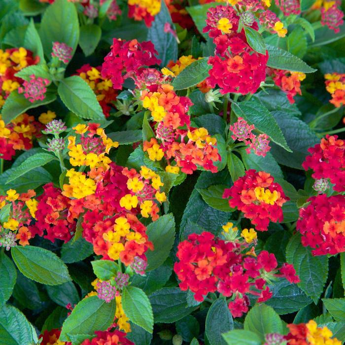 Lantana Little Lucky White Quart