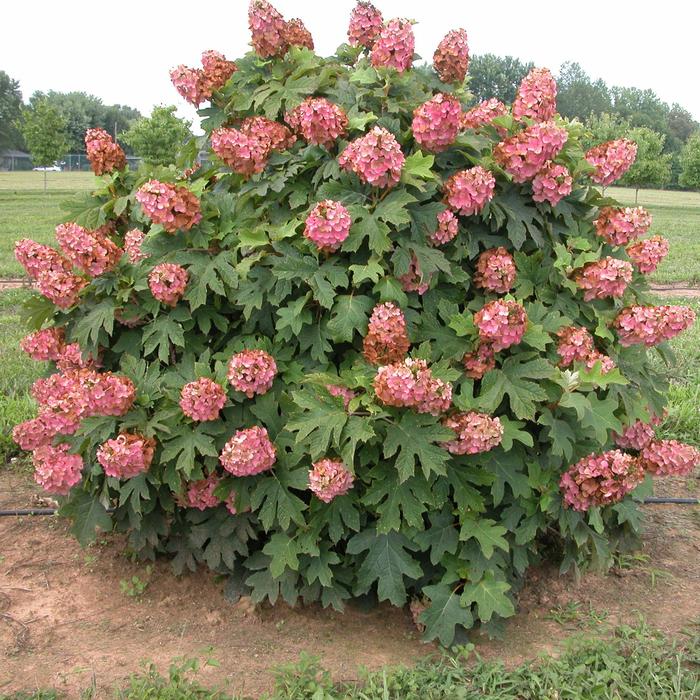 Hydrangea Ruby Slippers 3 Gal