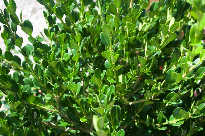 Boxwood Baby Gem 5 Gal