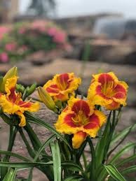 Island Bonfire Kokomo Daylily (Hemerocallis), 1 gallon