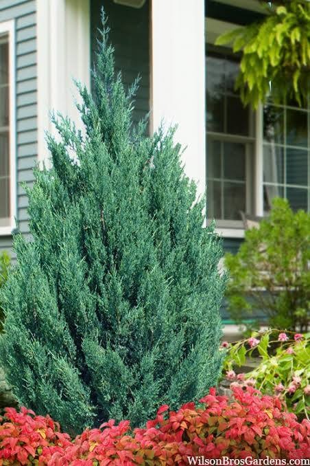 Blue Point Juniper